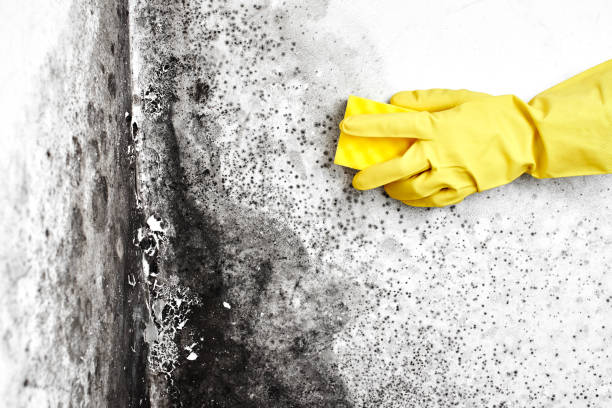 Best Certified Mold Removal  in Hoosick Falls, NY