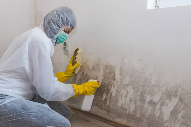 Best Residential Mold Removal  in Hoosick Falls, NY
