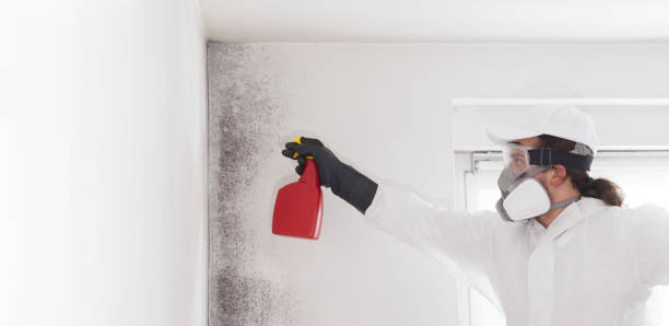 Best Crawl Space Mold Removal  in Hoosick Falls, NY