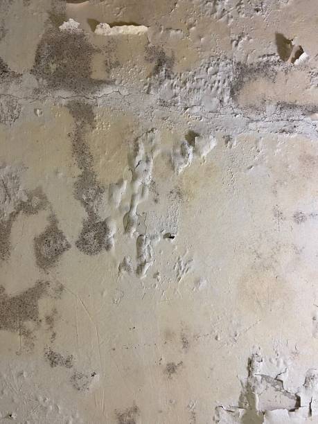 Home Mold Removal in Hoosick Falls, NY
