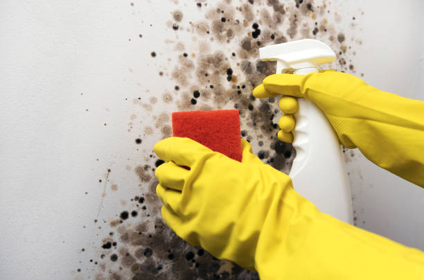 Best Local Mold Removal Service  in Hoosick Falls, NY