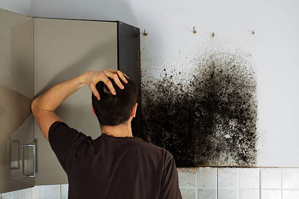 Best Emergency Mold Removal  in Hoosick Falls, NY