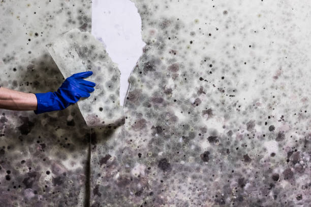 Trusted Hoosick Falls, NY Mold Removal Experts