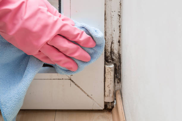 Best Office Mold Removal Services  in Hoosick Falls, NY
