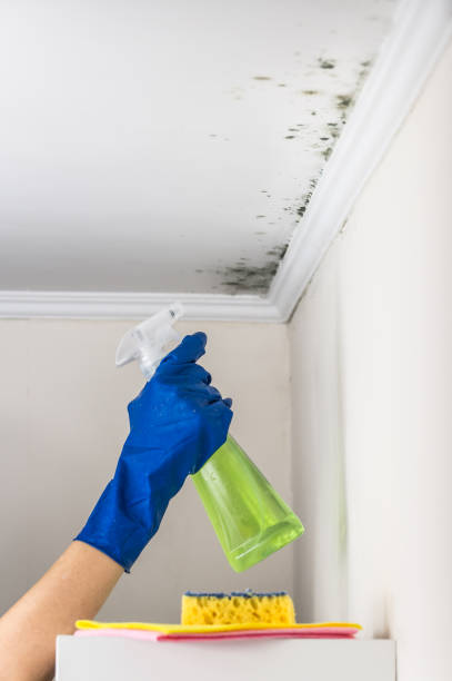 Best Mold Cleaning Services  in Hoosick Falls, NY