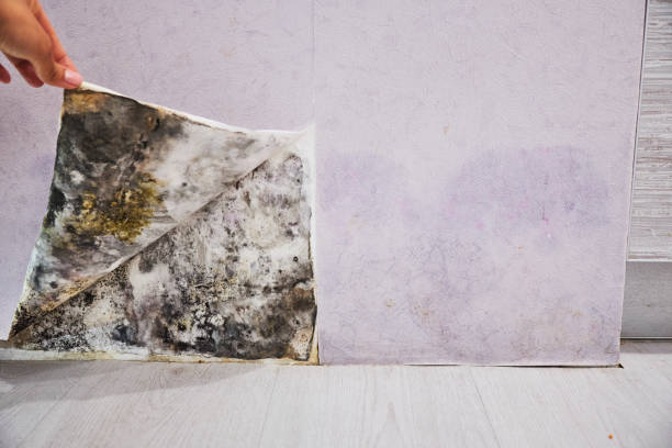 Best Emergency Mold Removal  in Hoosick Falls, NY